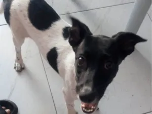 Cachorro raça Srd idade 2 a 6 meses nome Luna