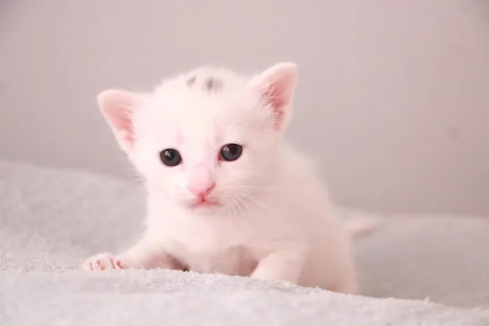 Gato ra a SRD-ViraLata idade Abaixo de 2 meses nome Noah 