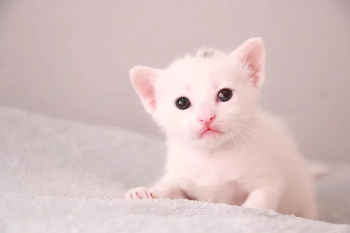 Gato ra a SRD-ViraLata idade Abaixo de 2 meses nome Noah 