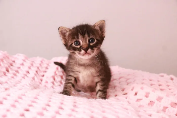 Gato ra a SRD-ViraLata idade Abaixo de 2 meses nome Zaya 