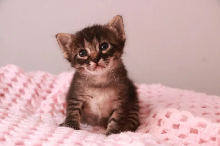 Gato ra a SRD-ViraLata idade Abaixo de 2 meses nome Zaya 