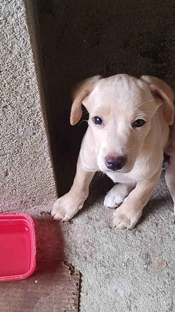 Cachorro ra a SRD-ViraLata idade 2 a 6 meses nome Lindos D+