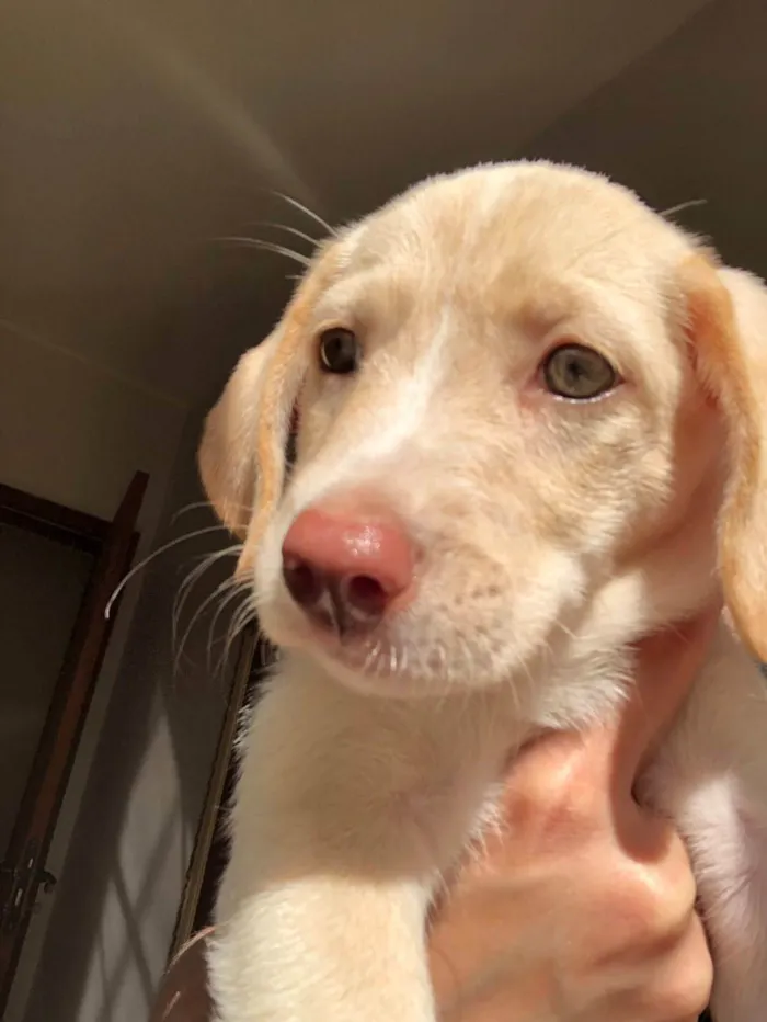 Cachorro ra a SRD-ViraLata idade 2 a 6 meses nome Lindos D+