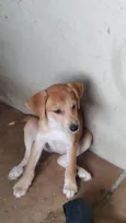 Lindos D+