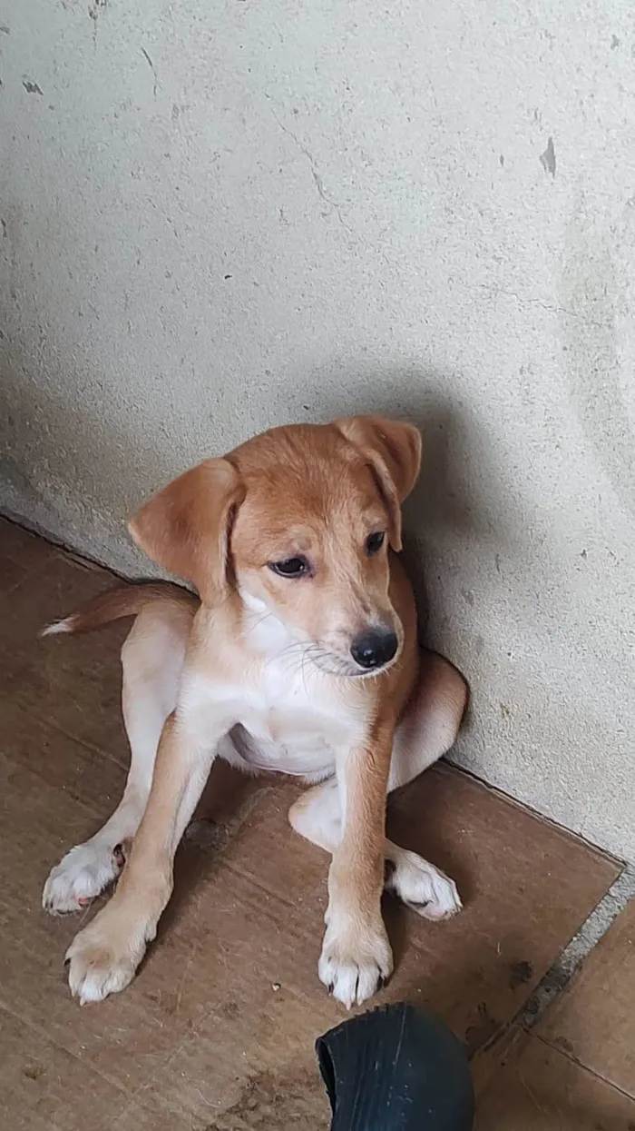 Cachorro ra a SRD-ViraLata idade 2 a 6 meses nome Lindos D+