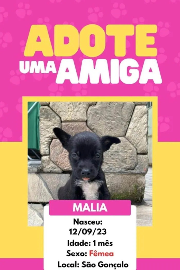 Cachorro ra a SRD-ViraLata idade 2 a 6 meses nome Os Simpsons 