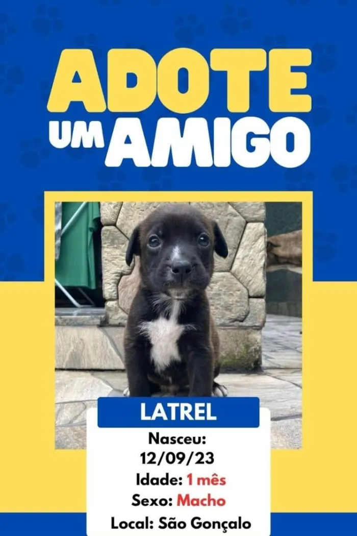 Cachorro ra a SRD-ViraLata idade 2 a 6 meses nome Os Simpsons 