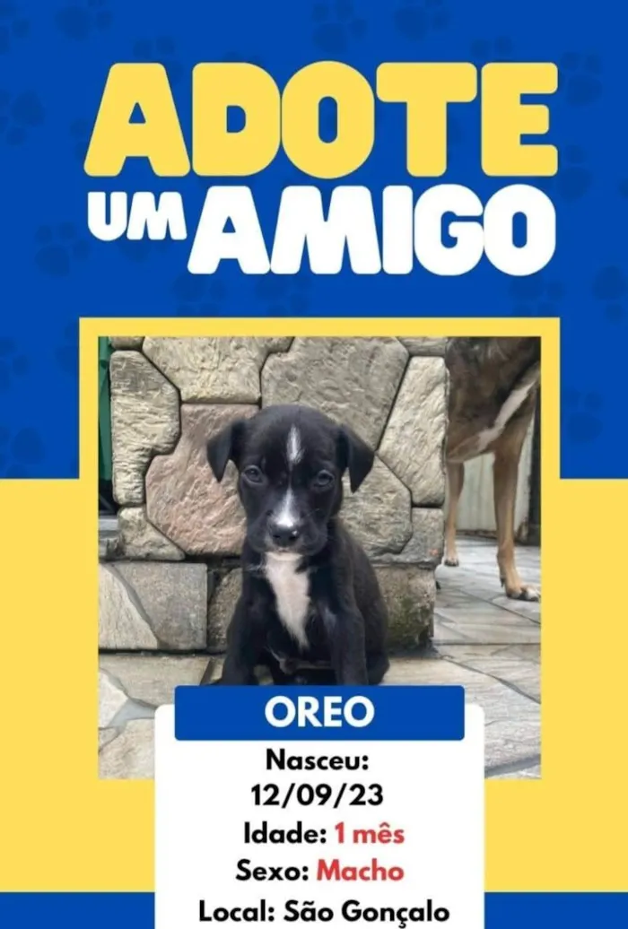Cachorro ra a SRD-ViraLata idade 2 a 6 meses nome Os Simpsons 