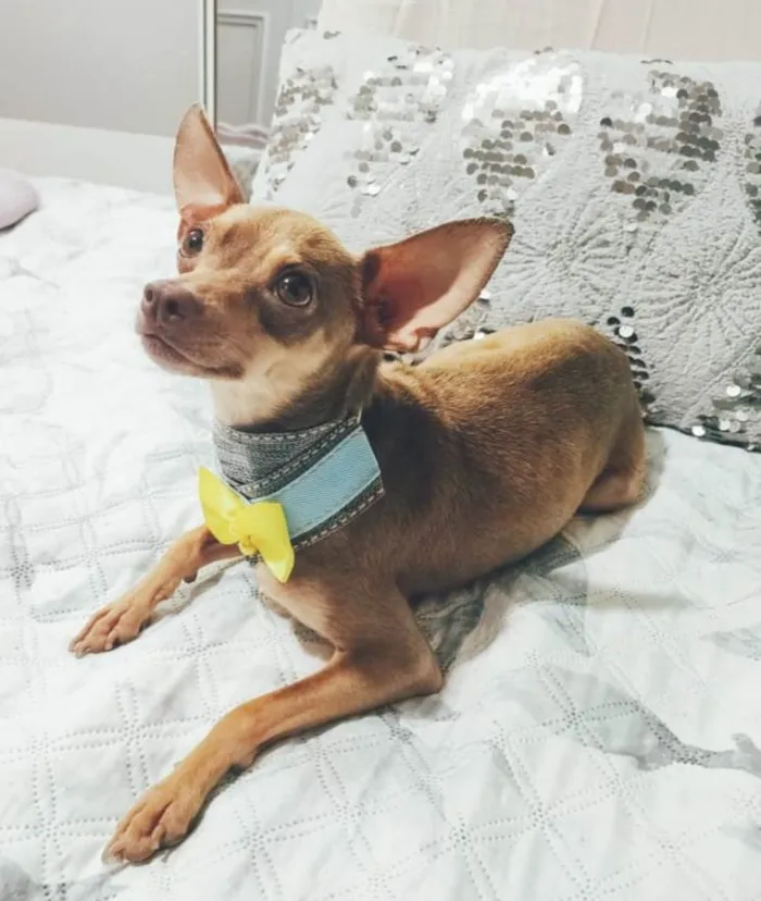 Cachorro ra a Pincher idade 1 ano nome Bolt