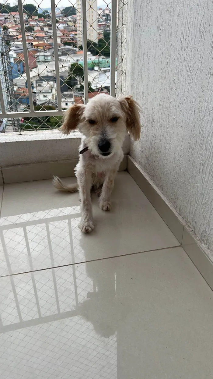 Cachorro ra a SRD-ViraLata idade 4 anos nome Luna