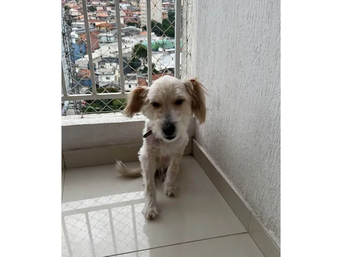 Cachorro ra a SRD-ViraLata idade 4 anos nome Luna