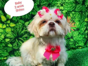 Cachorro raça Shitsu idade 2 anos nome Baby