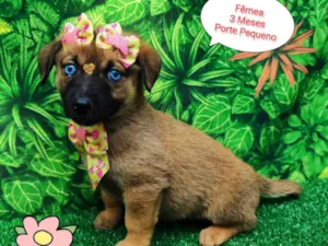Cachorro raça SRD-ViraLata idade 2 a 6 meses nome Miah 