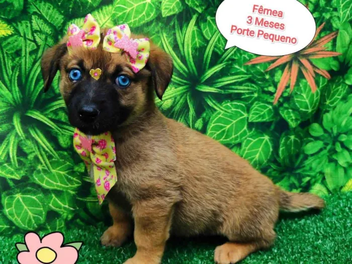 Cachorro ra a SRD-ViraLata idade 2 a 6 meses nome Miah 
