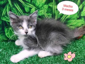 Gato raça SRD-ViraLata idade 2 a 6 meses nome Beto