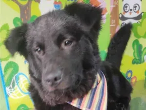 Cachorro raça Srd idade 1 ano nome Lessie