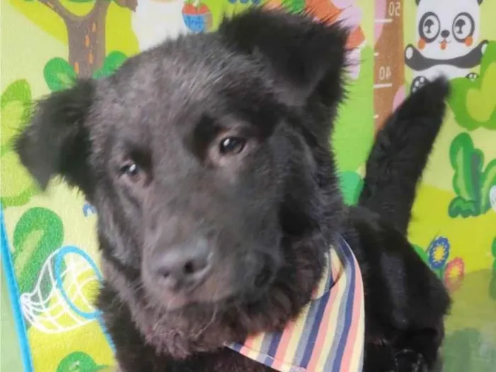 Cachorro ra a Srd idade 1 ano nome Lessie