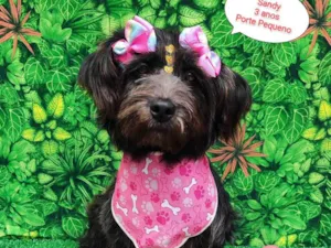 Cachorro raça SRD-ViraLata idade 3 anos nome Sandy