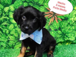 Cachorro raça SRD-ViraLata idade 2 a 6 meses nome Baily