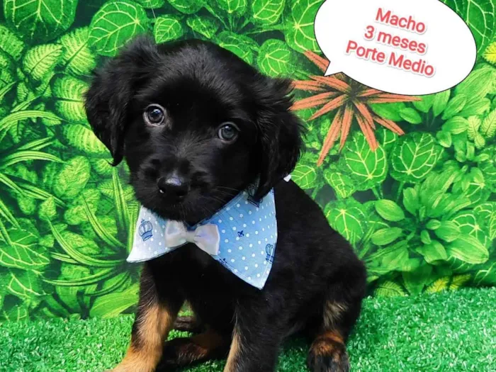 Cachorro ra a SRD-ViraLata idade 2 a 6 meses nome Baily