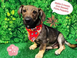 Cachorro raça Basset mix  idade 2 a 6 meses nome Maike 