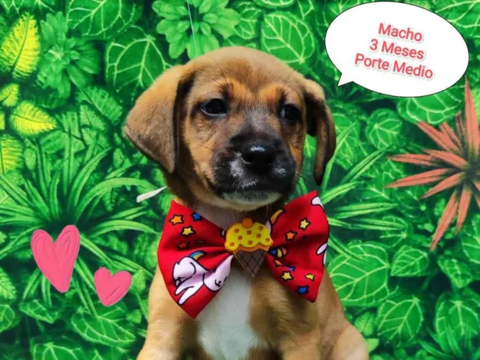 Cachorro ra a SRD-ViraLata idade 2 a 6 meses nome Artur 