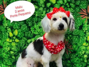 Cachorro raça SRD-ViraLata idade 2 anos nome Malu 