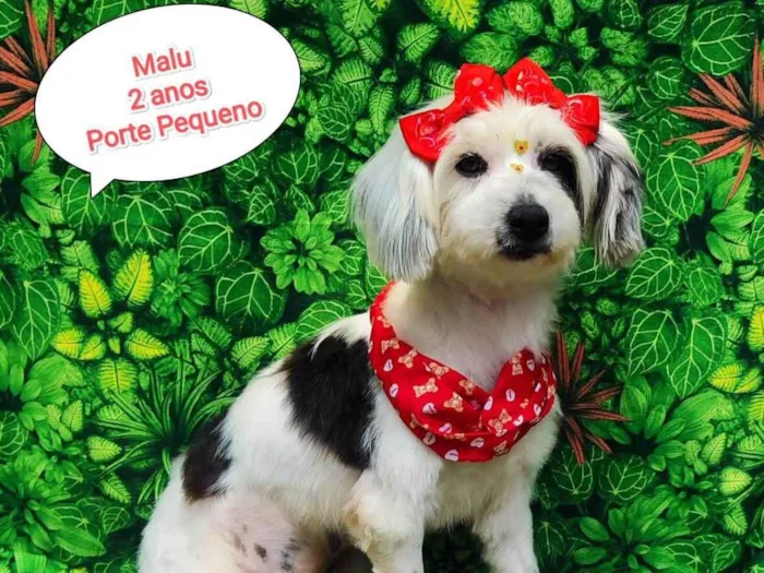 Cachorro ra a SRD-ViraLata idade 2 anos nome Malu 