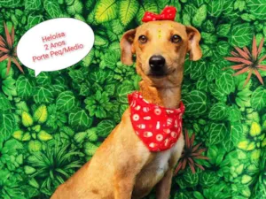 Cachorro raça  idade 2 anos nome Heloisa 