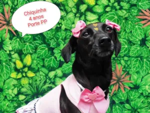 Cachorro raça SRD-ViraLata idade 4 anos nome Chiquinha