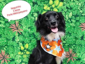 Cachorro raça SRD-ViraLata idade 2 anos nome Neguinho