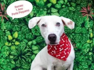 Cachorro raça SRD-ViraLata idade 1 ano nome Romeu