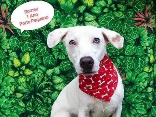 Cachorro ra a SRD-ViraLata idade 1 ano nome Romeu