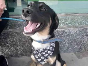 Cachorro raça SRD-ViraLata idade 1 ano nome Matteo 