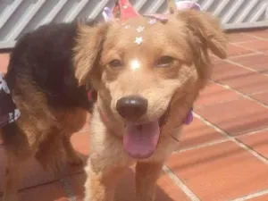 Cachorro raça SRD-ViraLata idade 2 a 6 meses nome BEBEL