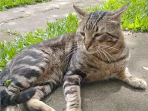 Gato raça SRD-ViraLata idade 2 anos nome ROMEU