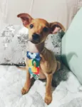 Apolo