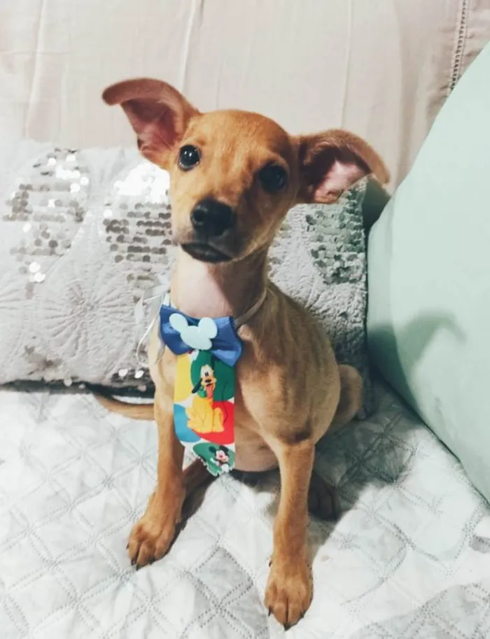 Cachorro ra a SRD-ViraLata idade 2 a 6 meses nome Apolo