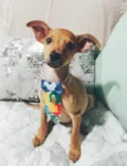 Apolo