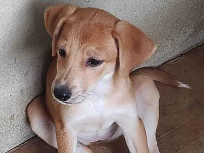Cachorro ra a SRD-ViraLata idade 2 a 6 meses nome Lindos D+