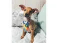 Apolo