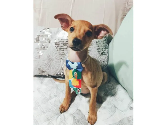 Cachorro ra a SRD-ViraLata idade 2 a 6 meses nome Apolo