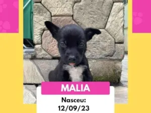 Cachorro raça SRD-ViraLata idade 2 a 6 meses nome Os Simpsons 
