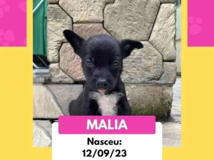 Cachorro ra a SRD-ViraLata idade 2 a 6 meses nome Os Simpsons 