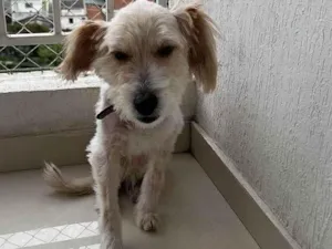 Cachorro raça SRD-ViraLata idade 4 anos nome Luna