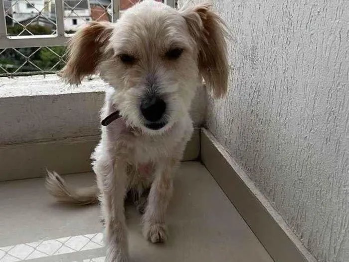 Cachorro ra a SRD-ViraLata idade 4 anos nome Luna