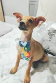 Apolo