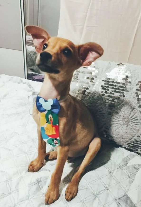 Cachorro ra a SRD-ViraLata idade 2 a 6 meses nome Apolo