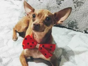 Cachorro raça Pincher idade 1 ano nome Bolt