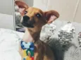 Apolo
